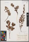 Foto von Salix aurita L. x Salix repens L.